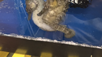 Seahorse pair