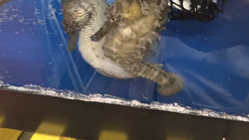 Seahorse pair