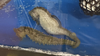 Seahorse pair