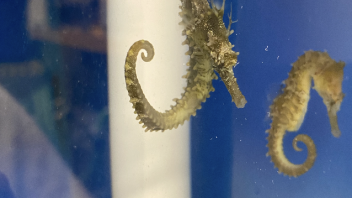 Seahorse pair