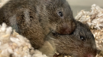 Prairie Voles