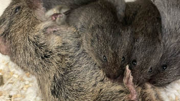 Female Prairie Voles nursing children