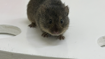 Prairie Voles