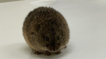 Prairie Voles