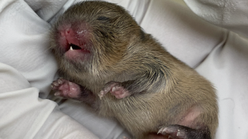 Prairie Voles
