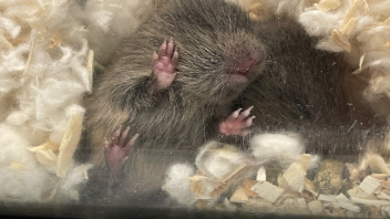 Prairie Voles
