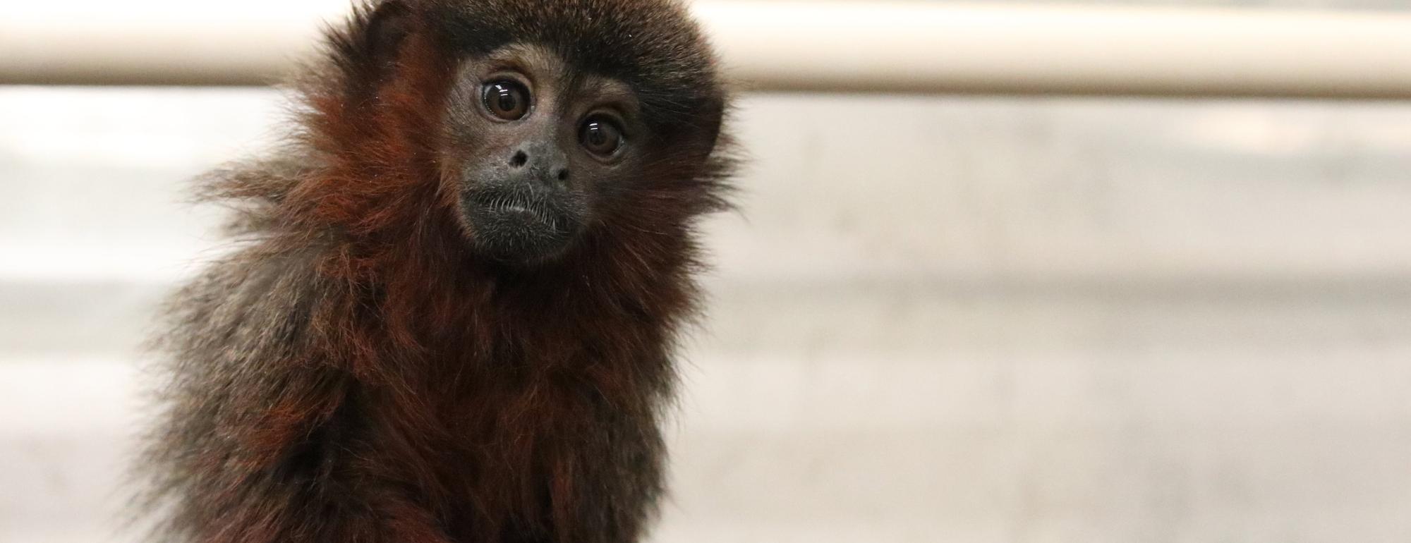 Titi monkey