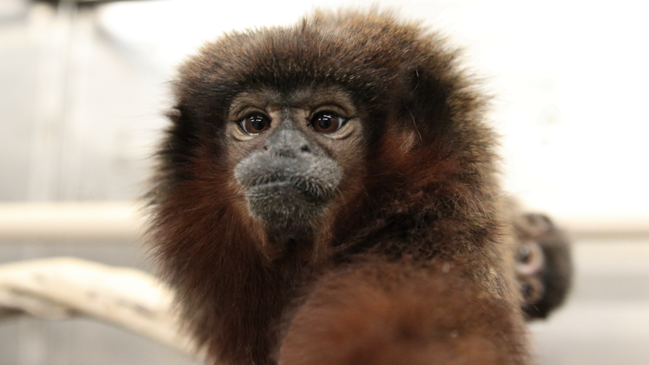 Titi monkey