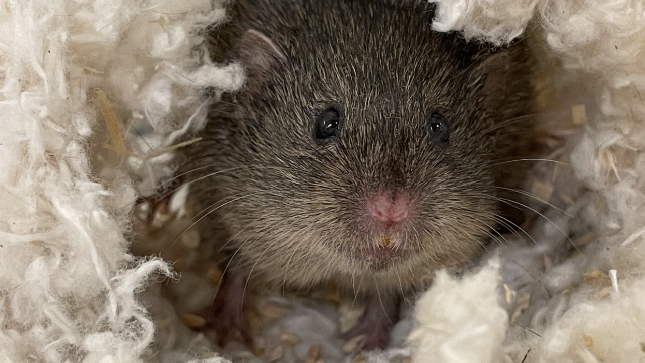 Prairie Voles
