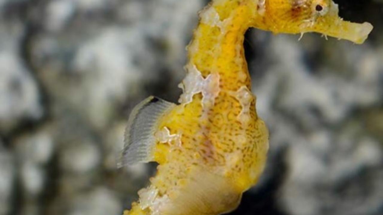 Seahorse
