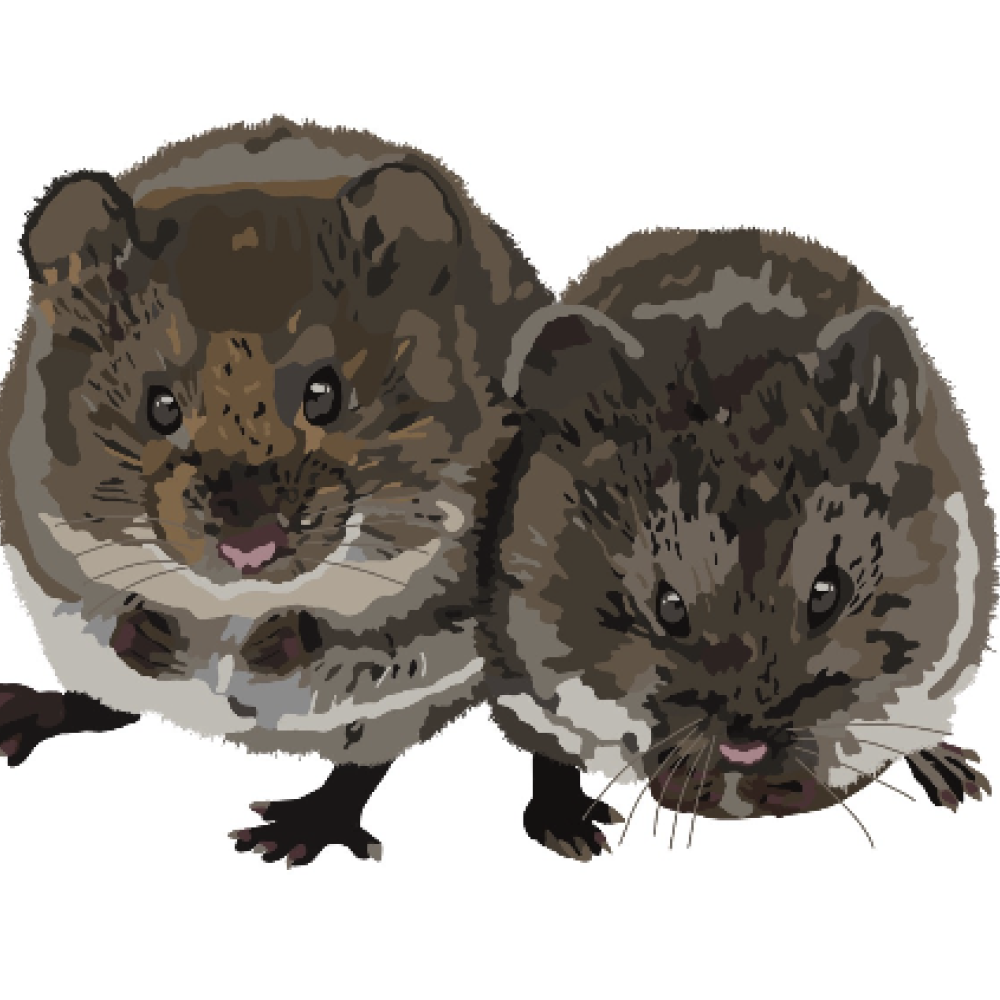 Voles logo