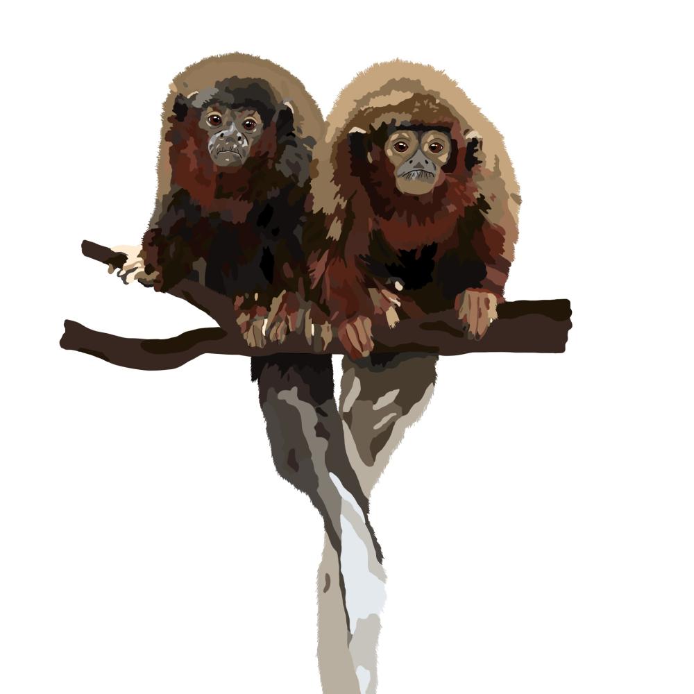 Titi monkey