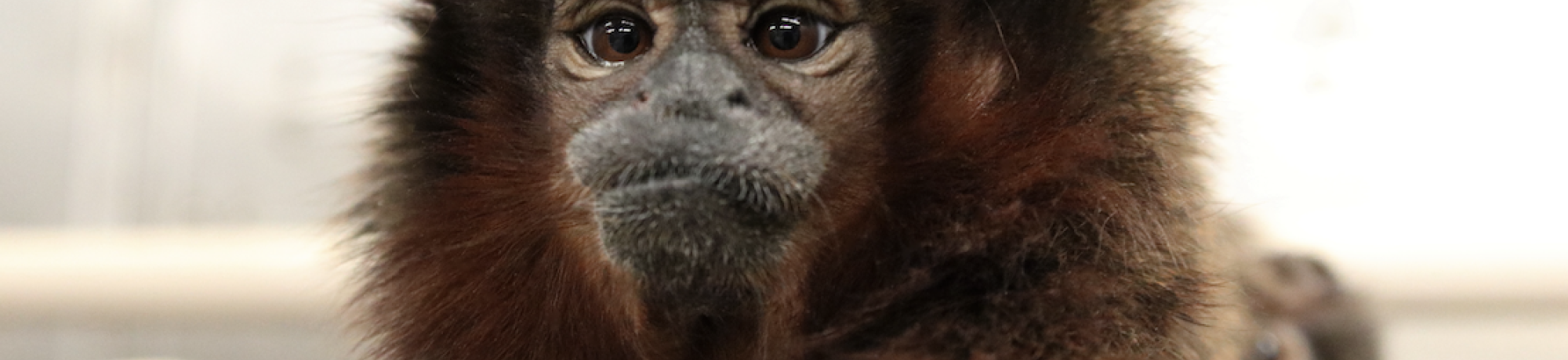 Titi monkey