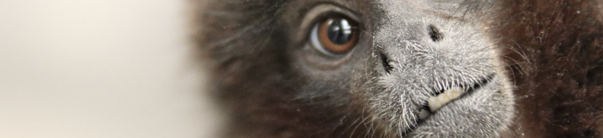 Titi monkey