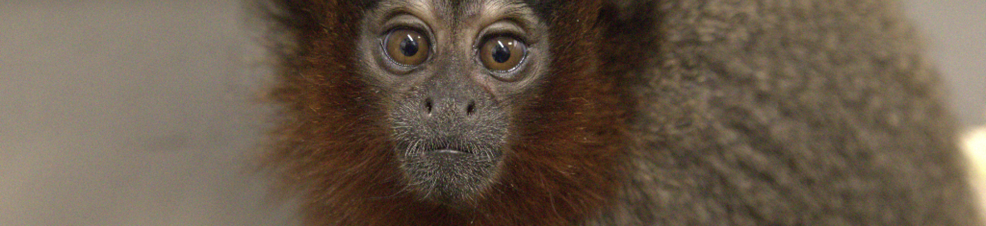 Titi monkey