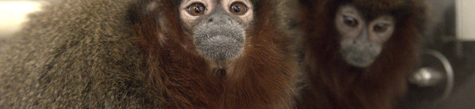 Titi monkey