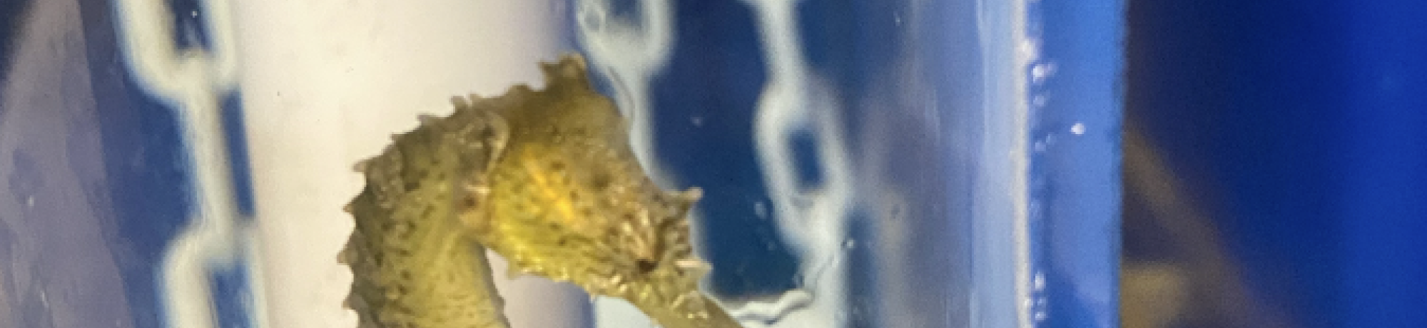 Seahorse