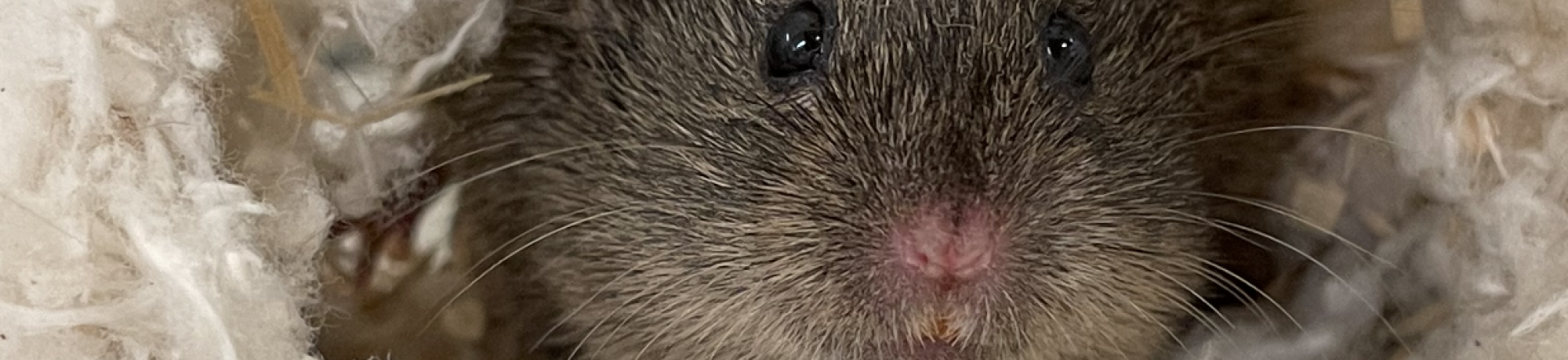 Prairie Voles