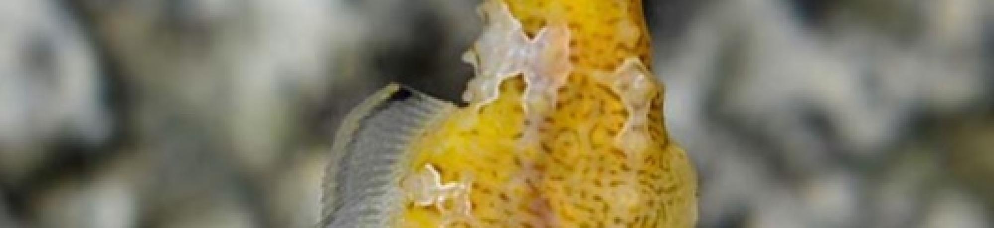 Seahorse